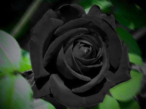 Black Rose Background Wallpapersafari