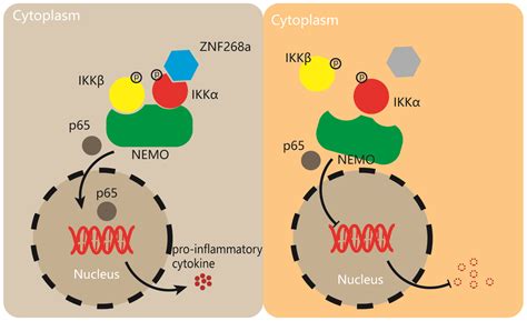 Cells Free Full Text Krab Zinc Finger Protein Znf268a Deficiency Attenuates The Virus