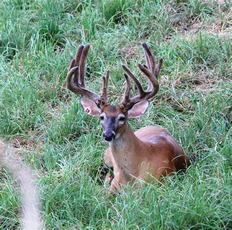 Louisiana Trophy Whitetail Deer Hunt Texas Recreationa Huntingl