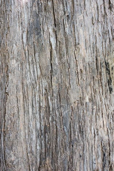 Tree Bark Texture Seemless Floor Texture Watercolor Tips Sculpture
