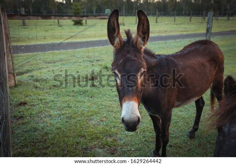 Catalan Donkey On Country Farm Close Stock Photo 1629264442 Shutterstock