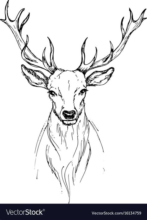 Sketch By Pen Head Noble Deer Front View Vector Image Affiliate