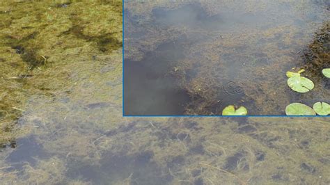 Tips For Successful Pond Weed Management Panhandle Agriculture