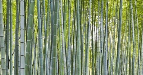 Download Tablet Wallpapers Amazon Kindle Fire Bamboo Forest Wallpapers