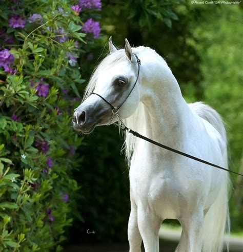 Caballos Árabes Sir Photography Bayard Most Beautiful Horses