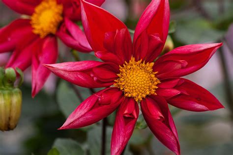 Dahlias Delight With Incredibly Beautiful Blooms Colors