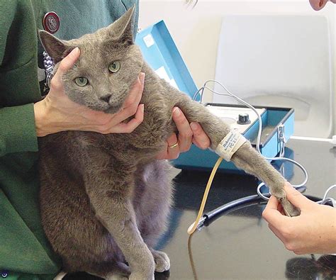 Management And Treatment Of Hypertension In Felines Vet Times