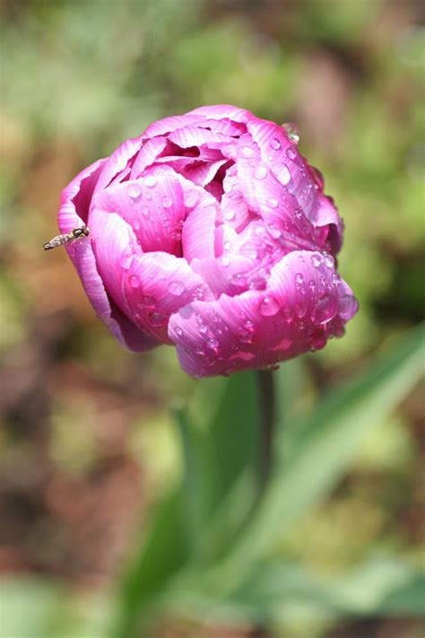 Free Images Blossom Flower Petal Insect Botany Pink Flora Close Up Bud Peony Macro