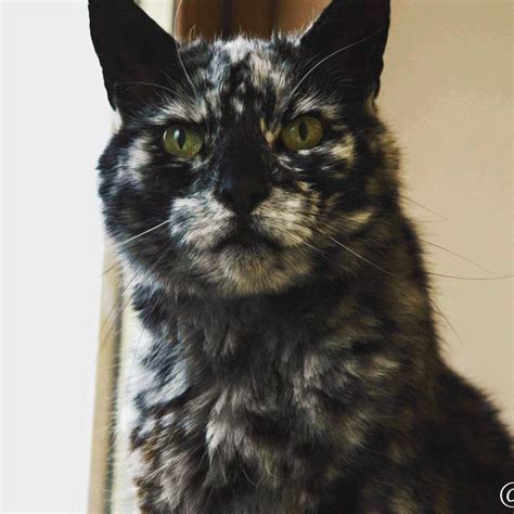 19 Year Old Cat Grows Snowflake Pattern From His Dark Black Coat Over A