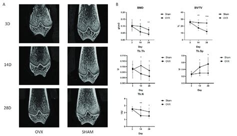 Construction Of Osteoporosis Model A The Typical MicroCT 2D Images