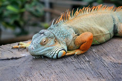 Free Images Nature Animal Wildlife Iguana Fauna Lizard