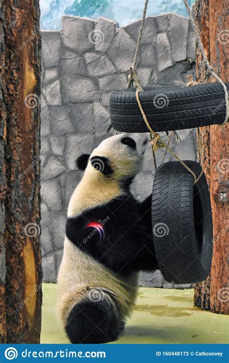 Panda Male Bear Color Portrait Stock Photo Image Of Chew Grass