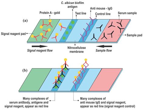 Development Of A Gold Immunochromatographic Assay Method Using Candida
