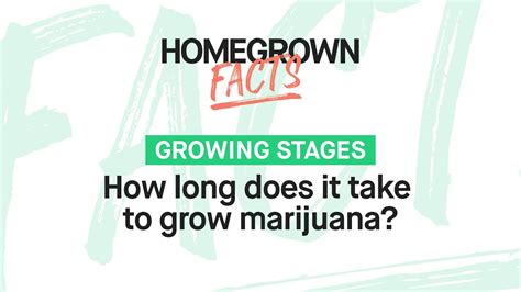 Take my word on that one. How long does it take to grow marijuana? - YouTube