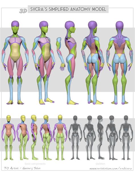 3d Sycras Simplified Anatomy By Gvein On Deviantart Human Anatomy