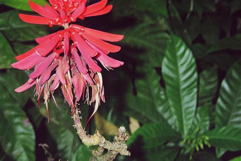 Flor En Costa Rica