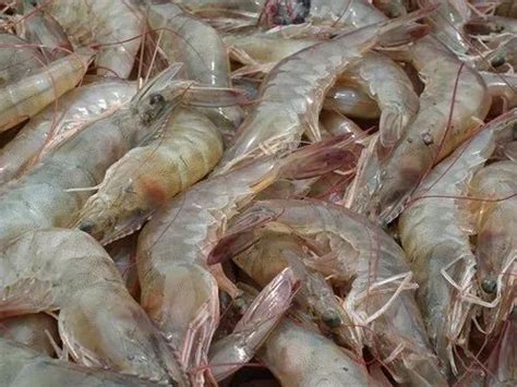 Sea Shrimp Prawns Manufacturer From Veraval