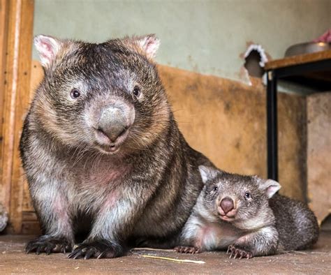 Mom And Baby Wombats Cute Animals Animals Beautiful Australian Animals