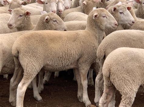 Lot 453 245 Mixed Sex Store Lambs Auctionsplus