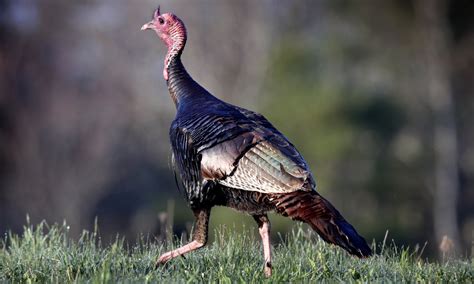 How Wild Turkeys Rough And Rowdy Ways Are Creating Havoc In Us Cities Birds The Guardian