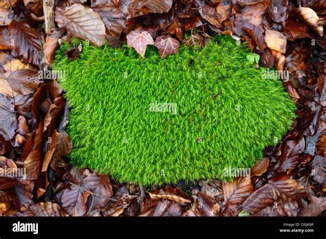 Common Haircap Moss Polytrichum Commune Stock Photo Alamy