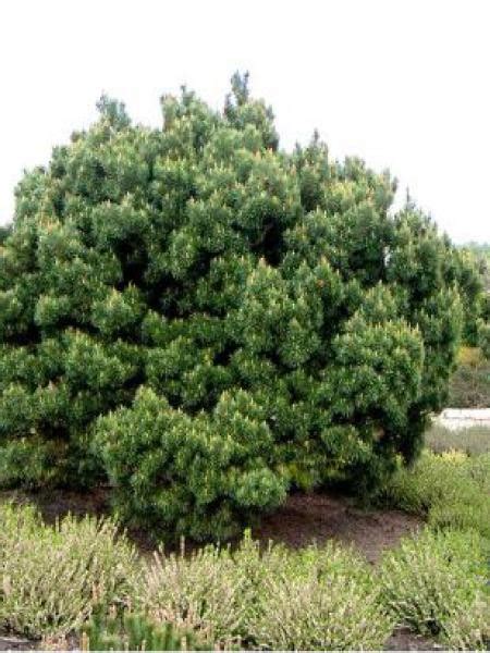 Pin Sylvestre Watereri Pinus Sylvestris Le Jardin Du Pic Vert
