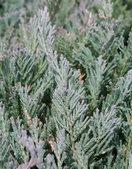 Juniperus Horizontalis ‘bar Harbor Moon Nurseries