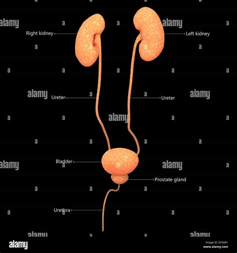 Système Urinaire Masculin Anatomie De La Conception De Létiquette