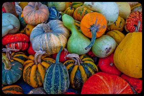 Colored Pumpkins Carinewbi