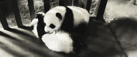 10 Ways Pandas Are Just Like Us