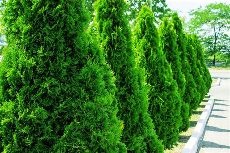 Trees To Use For Privacy — B B Barns Garden Center And Landscape