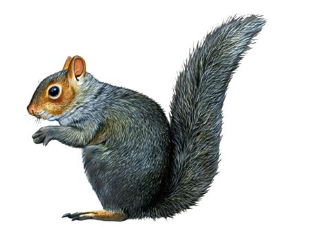 Squirrel Png