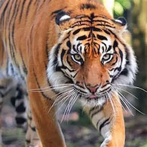 Help Save Oz The Sumatran Tiger At Hamilton Zoo Nz