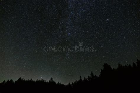 Starry Night Sky Over The Trees In The Forest Stock Image Image Of