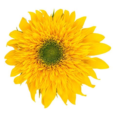 Flower Of Sunflower Isolated On White Background Stock Image Image Of
