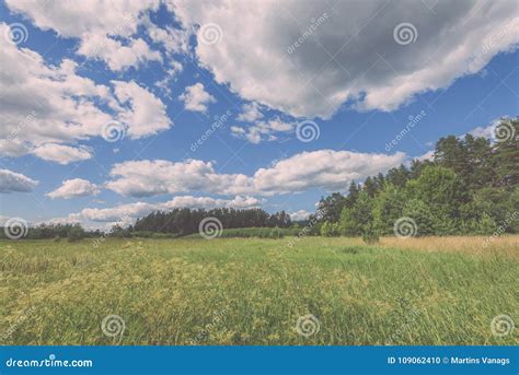 Sunny Meadow With Flowers And Green Grass Low Vantage Point V Stock