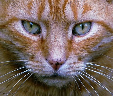 Over 90% of feline sufferers are male; Feline Acromegaly