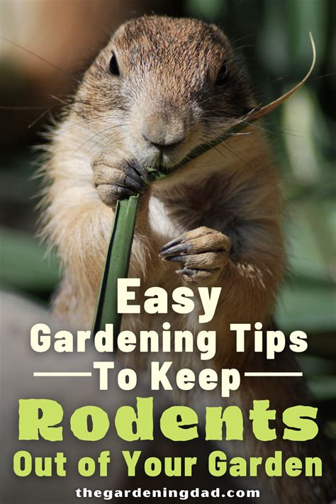 How To Keep Squirrels Out Of Your Garden 15 Easy Tips Easy Garden
