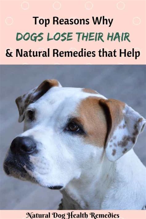 Hair Loss In Dogs Causes And Natural Remedies