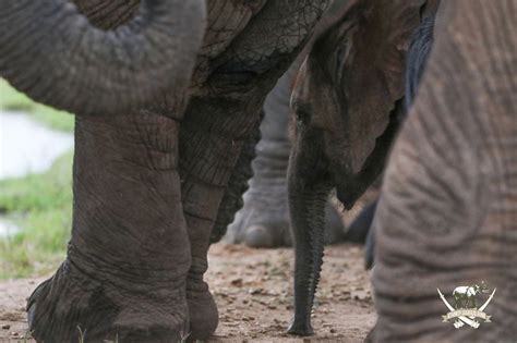 Orphaned Baby Elephant Successfully Introduced To Jabulani Herd Apta