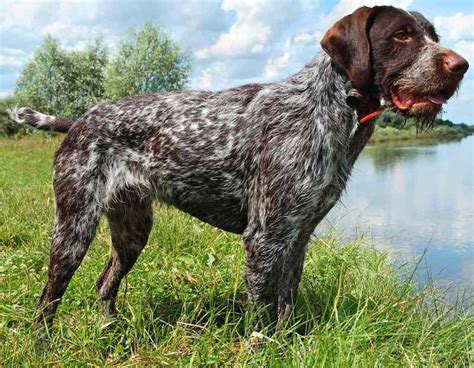 Maybe you would like to learn more about one of these? German wirehaired Pointer Dog Reviews - real reviews from ...