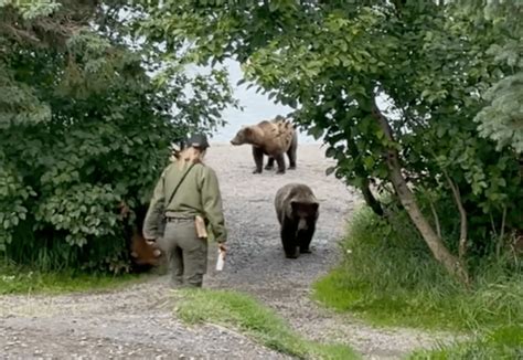 Video Brave National Park Ranger Stands Up To Three Grizzly Bears Unofficial Networks