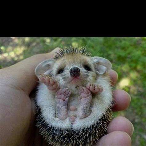 Baby Porcupine Weird But Cute Baby Animals Pinterest Baby Porcupine Baby Hedgehogs And