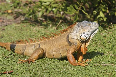 green iguana invasion growing in south florida aventura fl patch