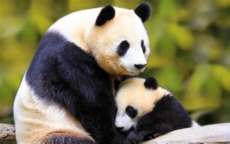 Giant Panda Panda Bear Bamboo Bear
