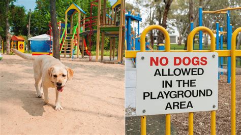 Are Dogs Allowed In Parks