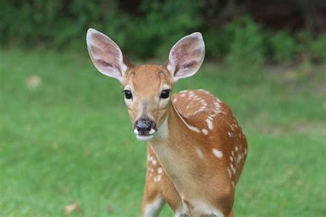 3840x2560 Animal Baby Cute Deer Fawn Natural Nature Wild