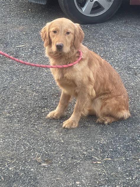 Holly Is A Golden Retriever Puppy For Sale In New Jersey Nj