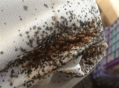 Signs Of Bed Bugs On Your Mattress With Pictures And 3 Sprays To Use