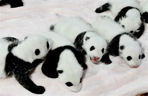 Baby Pandas Make Their Debut